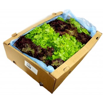 Fancy Garnish Lettuce Big Banana Box