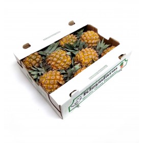 Kleynfaan Baby Queen Pine s/layer Box