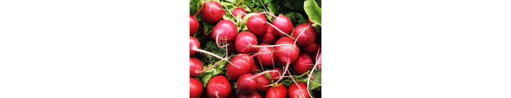 Radish