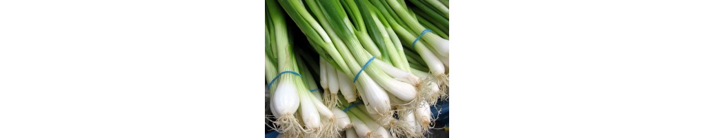 Spring Onions/Salad Onions