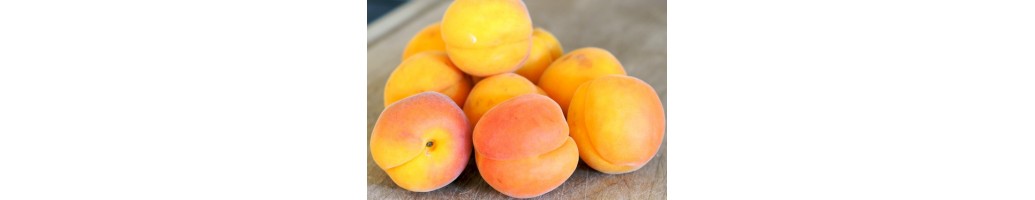 Apricot