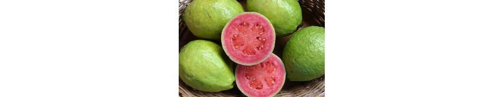 Guava