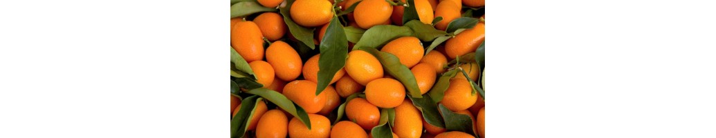 Kumquats