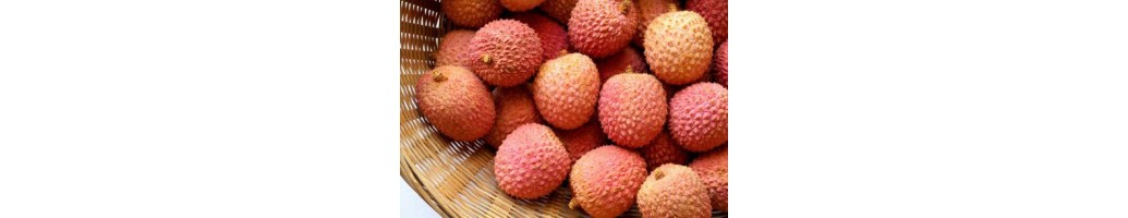 Litchi