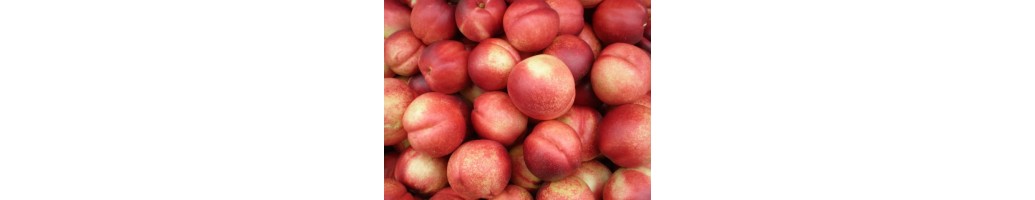 Nectarines