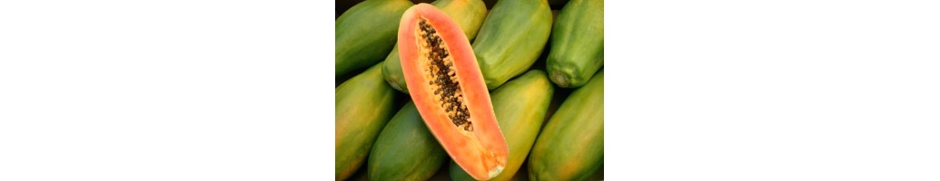 Papaya