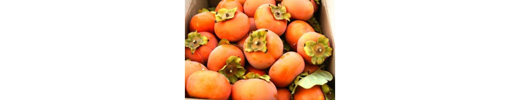 Persimmons