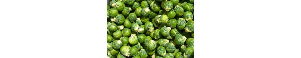 Brussel Sprouts