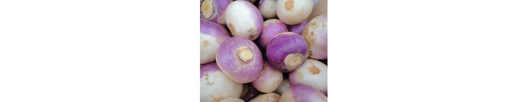 Turnips