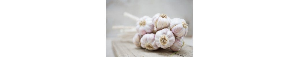 Garlic