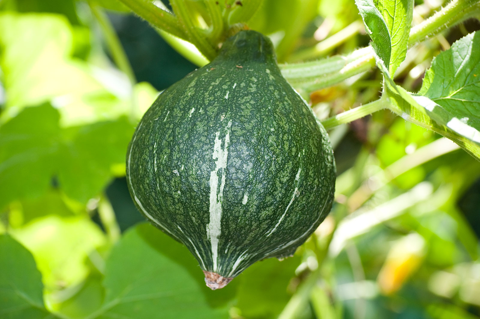 Hubbard Squash